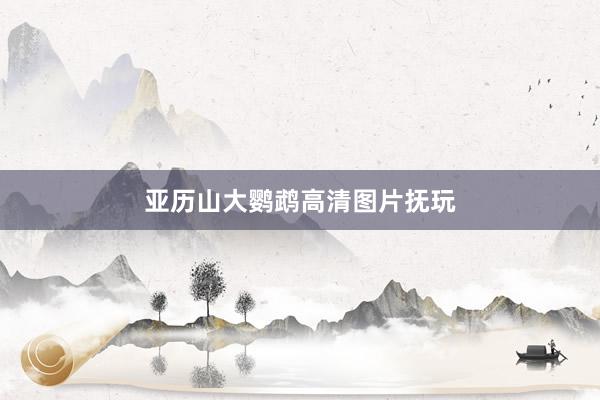 亚历山大鹦鹉高清图片抚玩